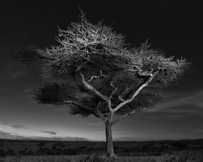 Beautiful photo of my favorite tree, the glorious Whistling Thorn at Adrian Houston’s exhibition “A Portrait of the Tree” @theunitlondon until September 28th: https://t.co/DGOm