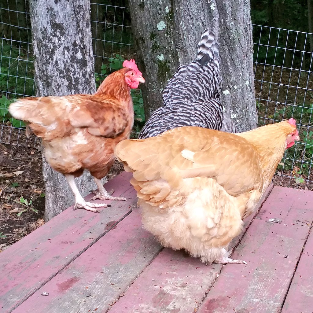 sandyconnolly's tweet photo. Happy Friday!!
#tgif #fluffybuttfriday #backyardchickens #windsorvt #vermont https://t.co/RZMjn4JX2I
