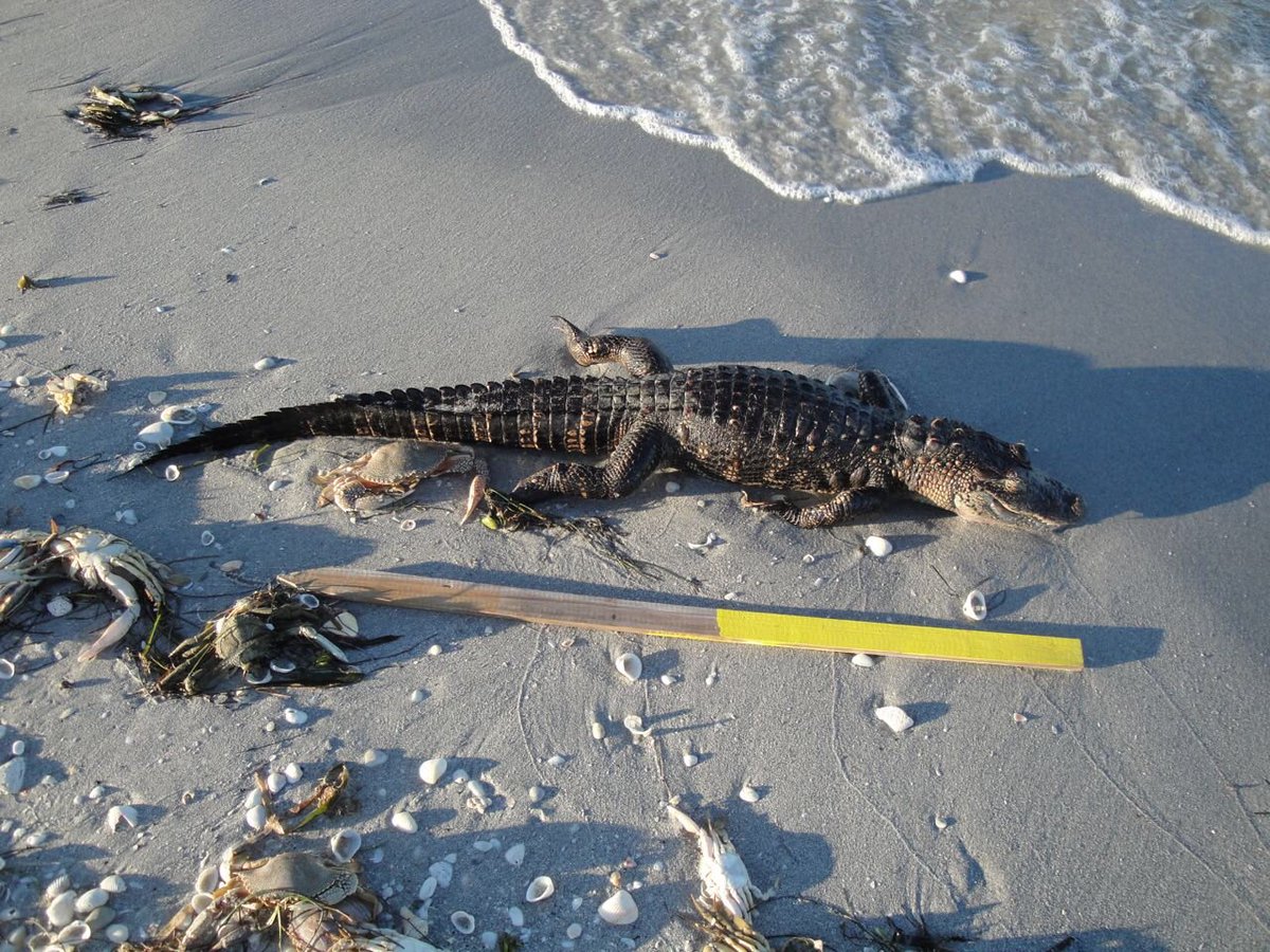 kkuizon's tweet photo. Another photo of the dead gator. Curt Lundeen snapped this one. It’s right around 4 feet long ⁦@FOX13News⁩ #Charlotte #DonPedro #StumpPass https://t.co/TXC78nys0n