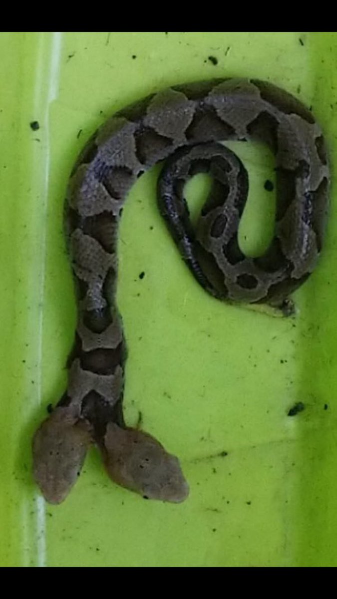ListenLookLeon's tweet photo. “Virginia wildlife officials share 'extremely rare' photos of two-headed copperhead snake” FoxNews https://t.co/Ghfgf0NiIl
