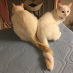 なかよしこよしなのＷＷトルネードねこしっぽだよ!
