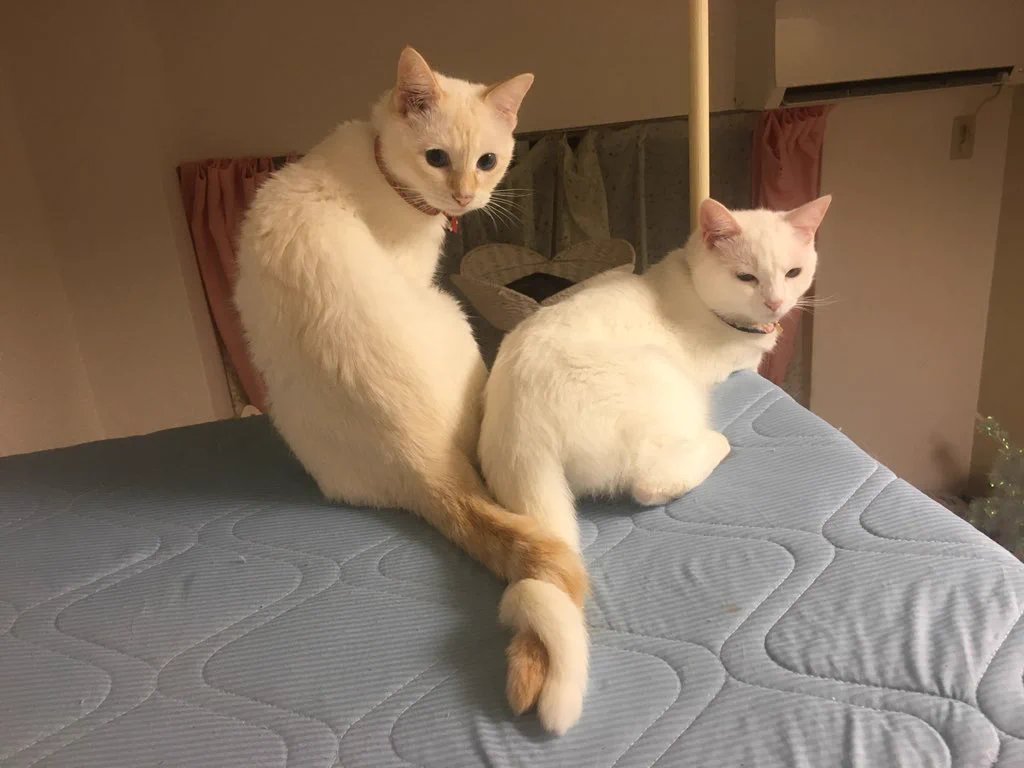 なかよしこよしなのＷＷトルネードねこしっぽだよｗｗｗ