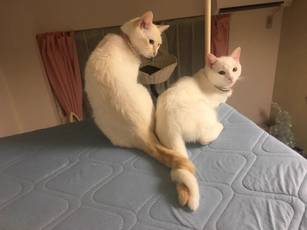 なかよしこよしなのＷＷトルネードねこしっぽだよｗｗｗ