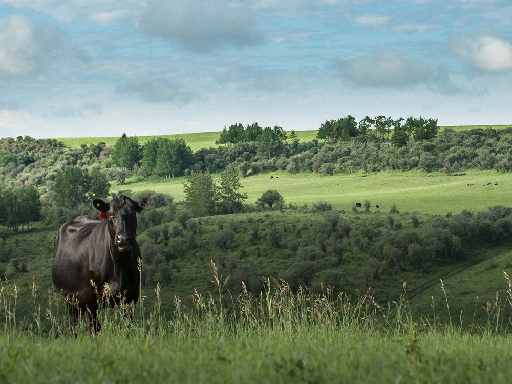 Entire working ranch, with 1,000 head of cattle, donated to U of C's vet school dlvr.it/Qkz8BJ