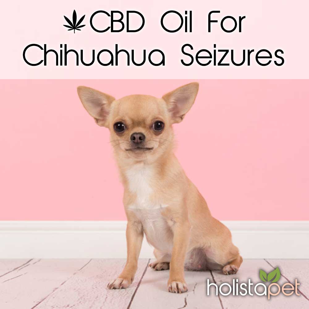 Holistapet On Twitter Seizures Are Very Common In Chihuahuas In Fact A Survey Confirmed That 45 Of All Chihuahuas Owners Have Bred Or Owned A Chihuahua With Seizures See How Cbdfordogs Can