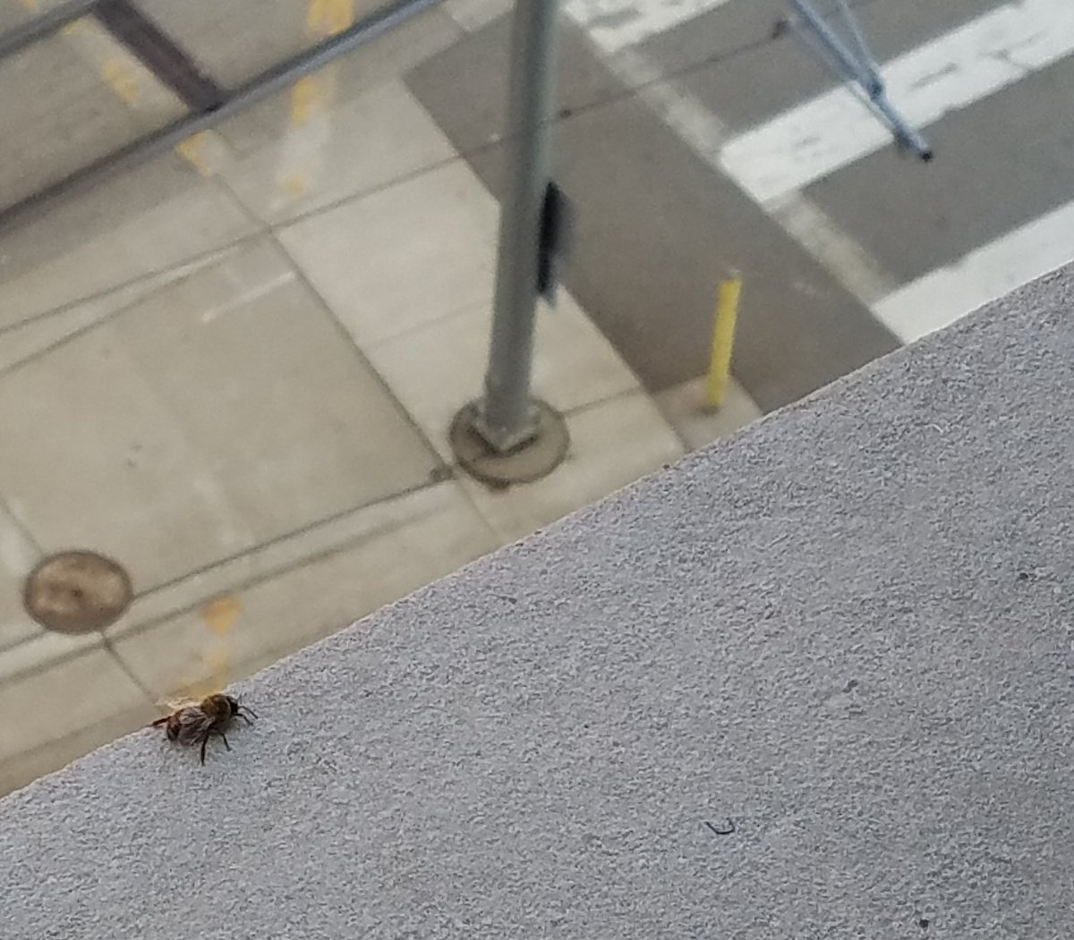 alienbirdman's tweet photo. Bee hanging out on the 5th floor ledge...call @MPRnews @timnelson_mpr
#mprraccoon #saveabee https://t.co/UgGQ8y7EnO