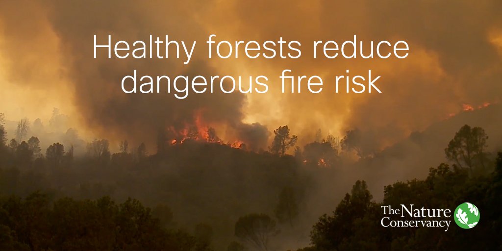 Conserve_CA's tweet image. Thank you @JerryBrownGov @SenToniAtkins @JimWoodAD2 for protecting #forests and reducing #megafire risk.