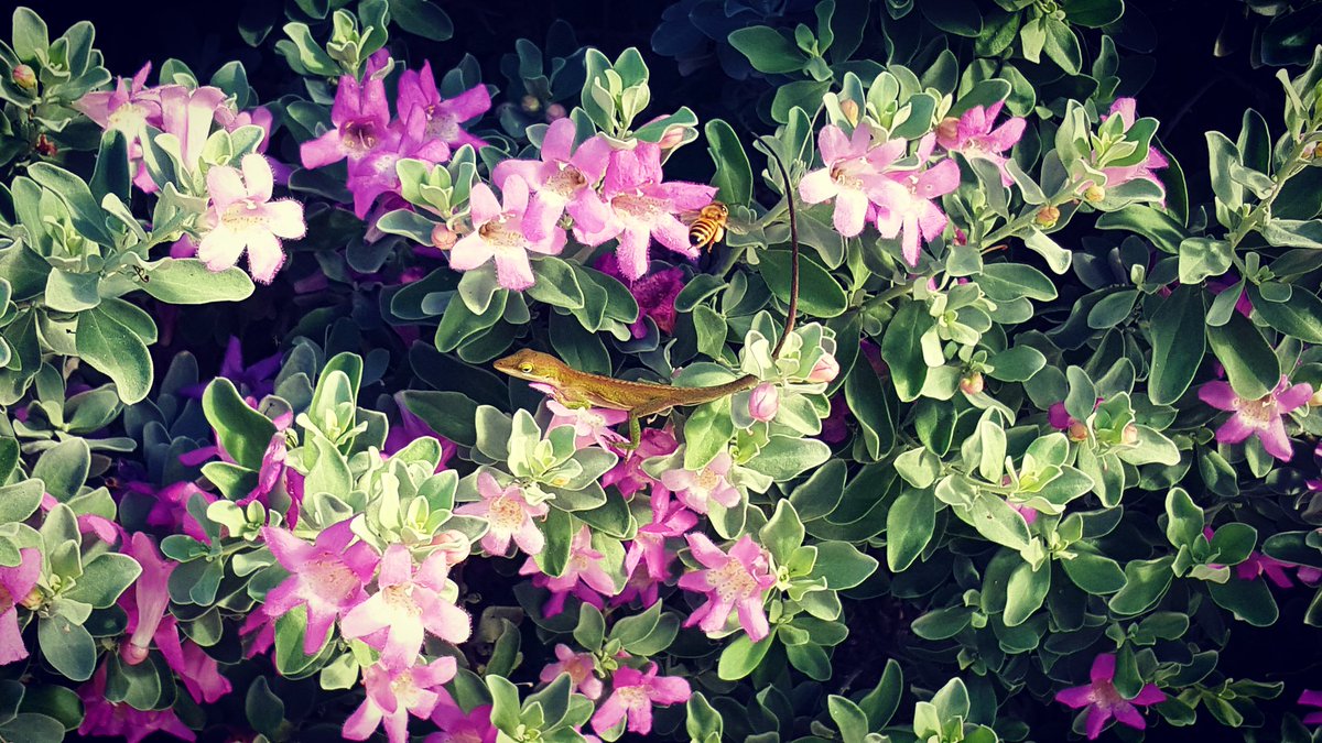 Vicky_arr's tweet photo. I found this little guy and gal on my way home. Sometimes, one just need to stop and stare to be amazed by the beauty around us. You will be surprised!  #protectnature #mademyday #beautiful https://t.co/EqCqTrIvrV