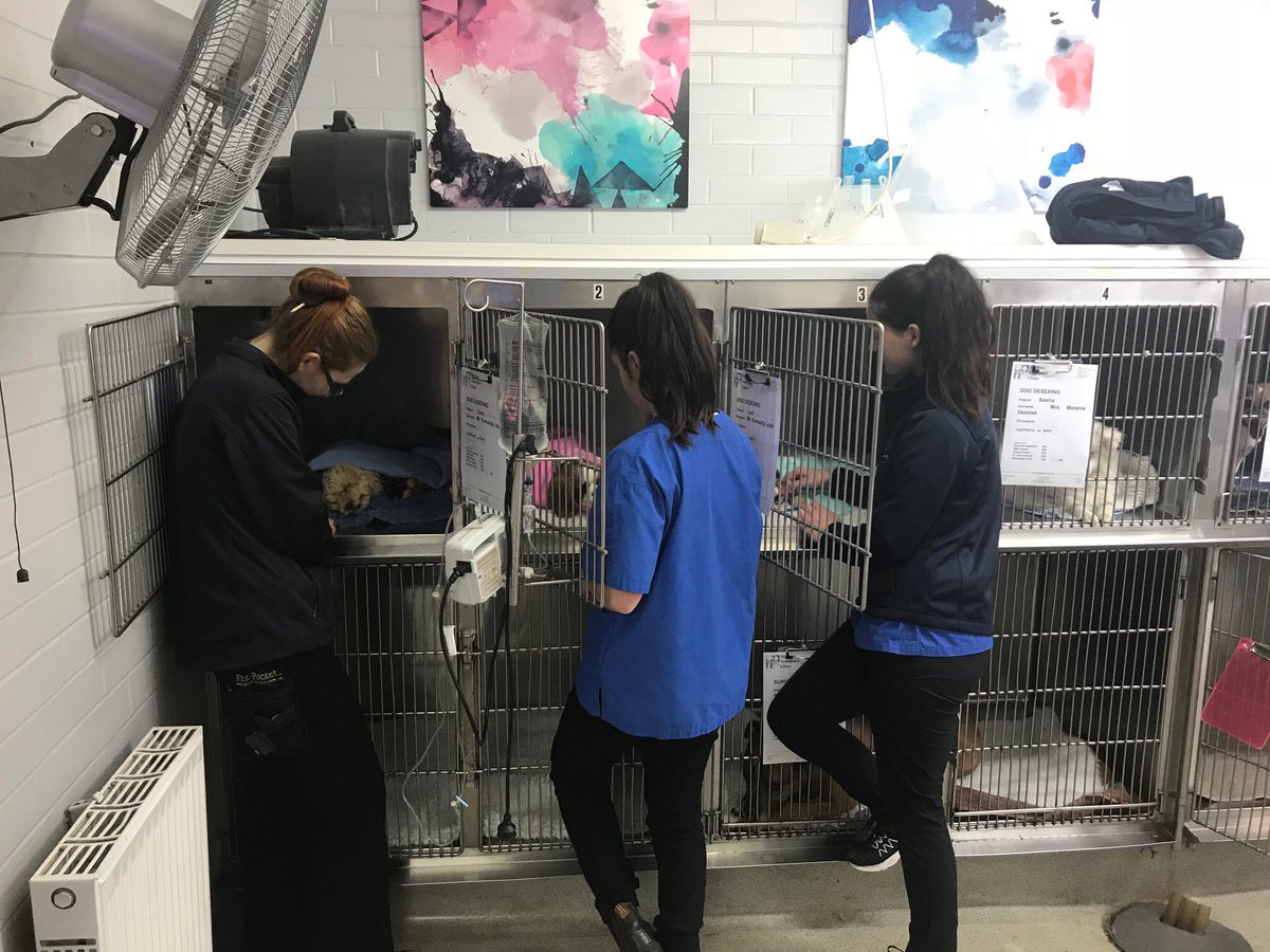 HightonVet's tweet photo. Busy day in the ward for the nurses on recovery yesterday afternoon. 
Three vets operating at once means three pets to recover at the same time 😜

#busyfriday #hightonvet #geelong #dog #puppy #geelongvet #vetnurselife #vetclinic #fridaysatwork #superteam https://t.co/U3eTzkV6oN