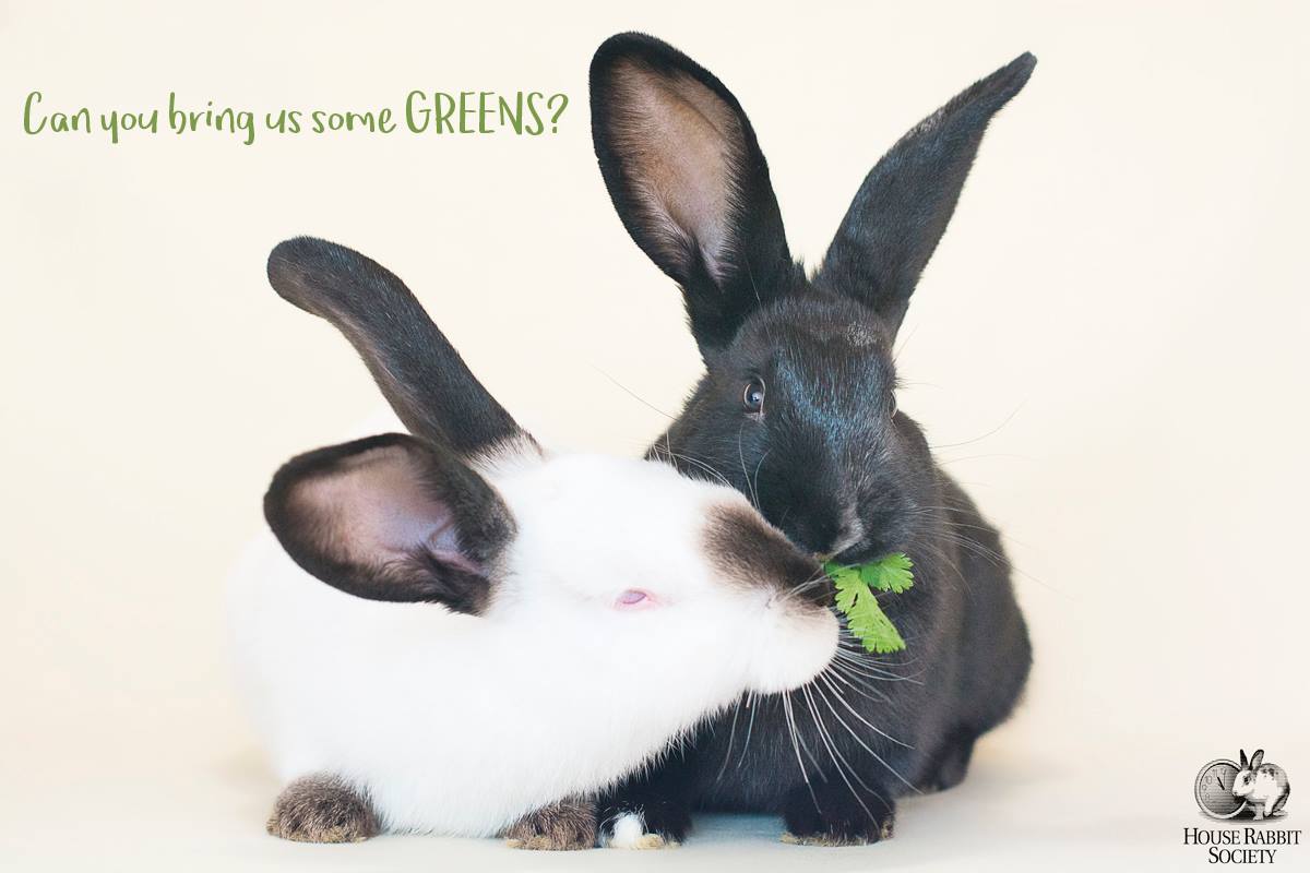 House Rabbit Society (Houserabbit) Twitter