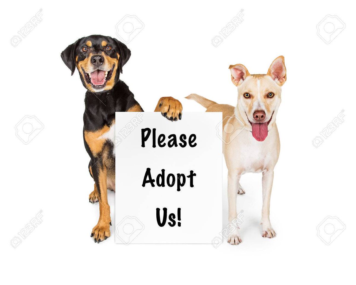 окна в adopt illustration. Adopt me злой василий. You are adopted. собака и кошка с табличкой. Adopt us.