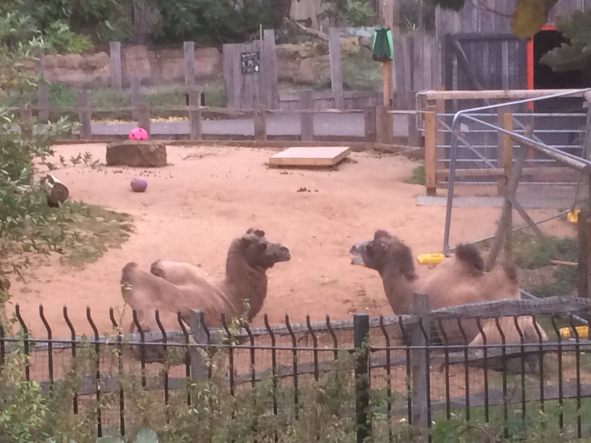 Jools_Orca's tweet photo. This drab and tiny enclosure couldn’t be more unsuitable for these nomadic giants. Shame on you London Zoo @zsllondonzoo @_AnimalAdvocate @peteswildlife @PeterEgan6 @JournoJane @BBCLondonNews @MercyForAnimals @willtravers @BornFreeFDN @PlanetFirstNow @h0t_p0ppy @skysarahjane https://t.co/nGUMJKweBX