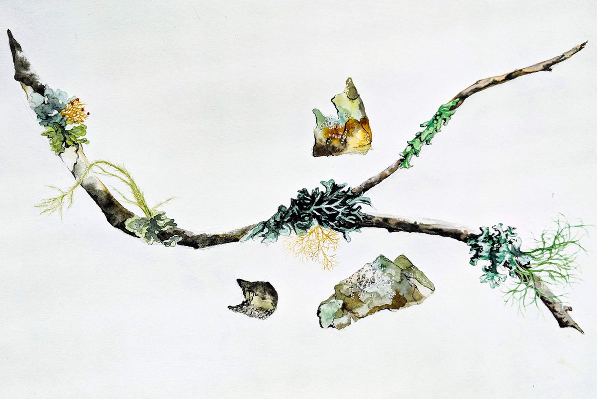 MsJuniper's tweet photo. New lichen painting I just finished for the upcoming Reserves of Inspiration show that I'm curating at the Eloise Pickard Smith Gallery Nov 6-Dec 8! https://t.co/6QFkCnS0fc