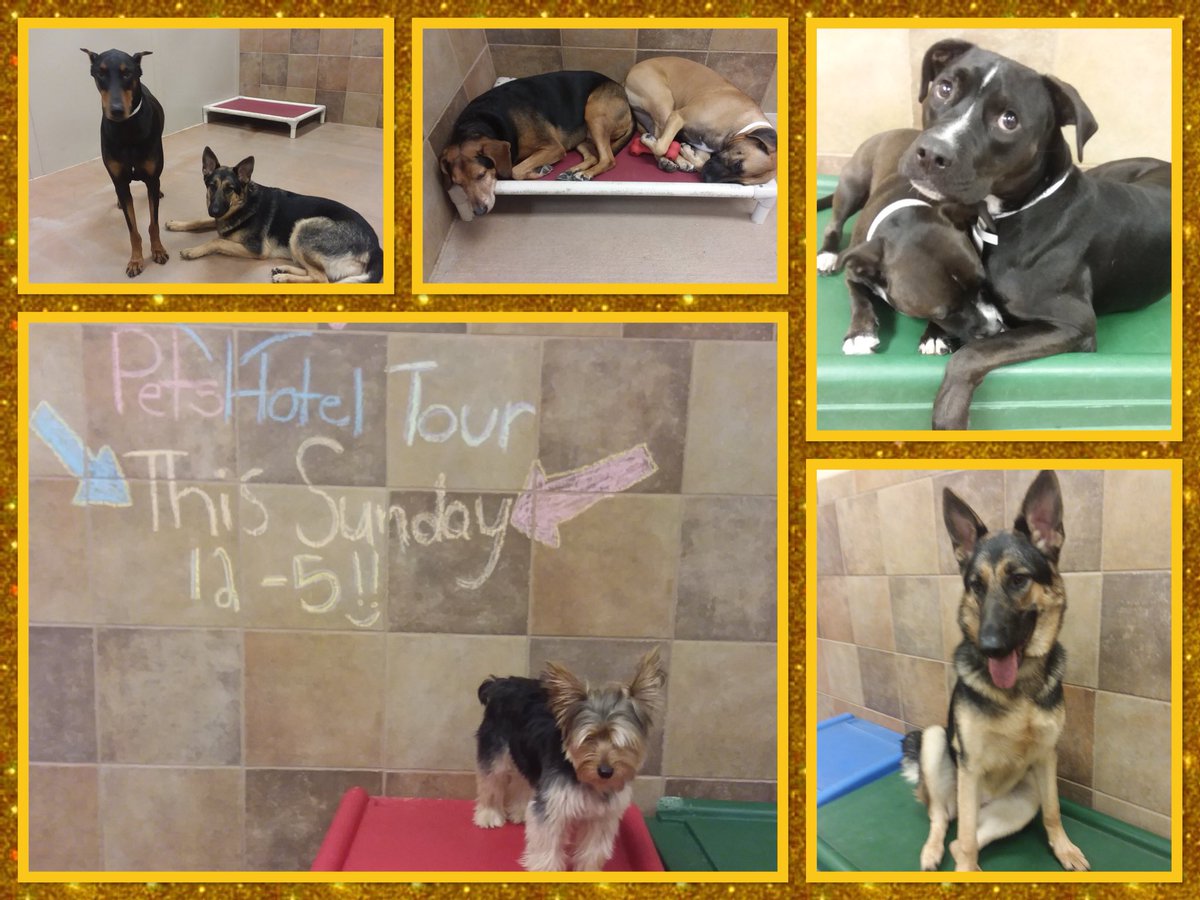 hotelsINDY's tweet photo. Come by Sunday (12-5) for a tour of our Petshotel &amp; see what we offer. We want to be your #TrustedPartner while you’re away! 🐶🎉

(Castleton &amp; Traders Point locations)

@LifeatPetSmart @JoeCahue @bmartpmart @TownOfCastleton @rtv6 @indystar @Welcome2Nora @WYRZ989 @IndianapolisCP https://t.co/GSAI6oik4X