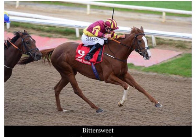 fitzy207's tweet photo. Delighted with private purchase Bittersweet for @adomcguinness1 @stephent435 & @Anthony_ODon winning her maiden on her first start for new connections .
Well done to everyone @adomcguinness1 racing #greatteam #winningresult https://t.co/cYEbugHePi