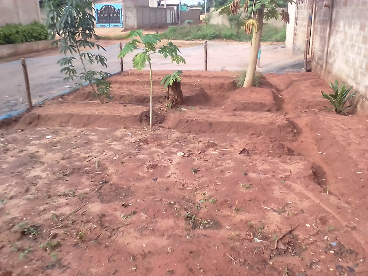 NoukalaK's tweet photo. Urbanattic face au défis de l'heure, produire #bio pour nourrir une population sans cesse #croissante. @urbanattic @Agridigitale @FAOeagriculture @FojeaTg @senamekoffi @TchodieFidel @SoouEliza @KwakuNobo @WoegnaY @Ysékande https://t.co/1aztp5CIDw