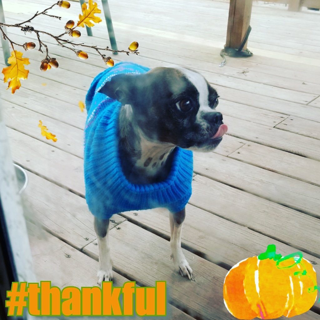 BevinSchmer's tweet photo. It's that time of year...
#sweaterweather #chillyLilly https://t.co/WxrKxUFX6F