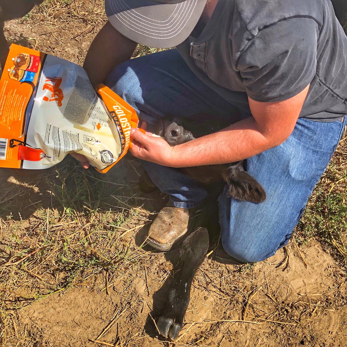 AgOxford's tweet photo. Oxford Ag is the offspring of Dairy Tech Inc. a company that has devoted 20 years to developing equipment and protocols for commercial application of pasteurization of milk and colostrum https://t.co/aTKf8zIAXK