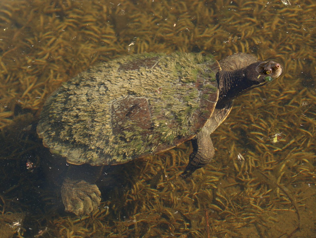 travel_wildlife's tweet photo. Good herping in the botanic gardens

Saw-shelled Turtle, Brisbane River Turtle, Eastern Water Dragon &amp; a snake: no idea! &amp; while I'm sure he is totally harmless, this being Australia, I wouldn't put it past him to give it a go

#Brisbane #urbanjungle #googlefailedme #snakesalive https://t.co/vv7FJ8ed8h