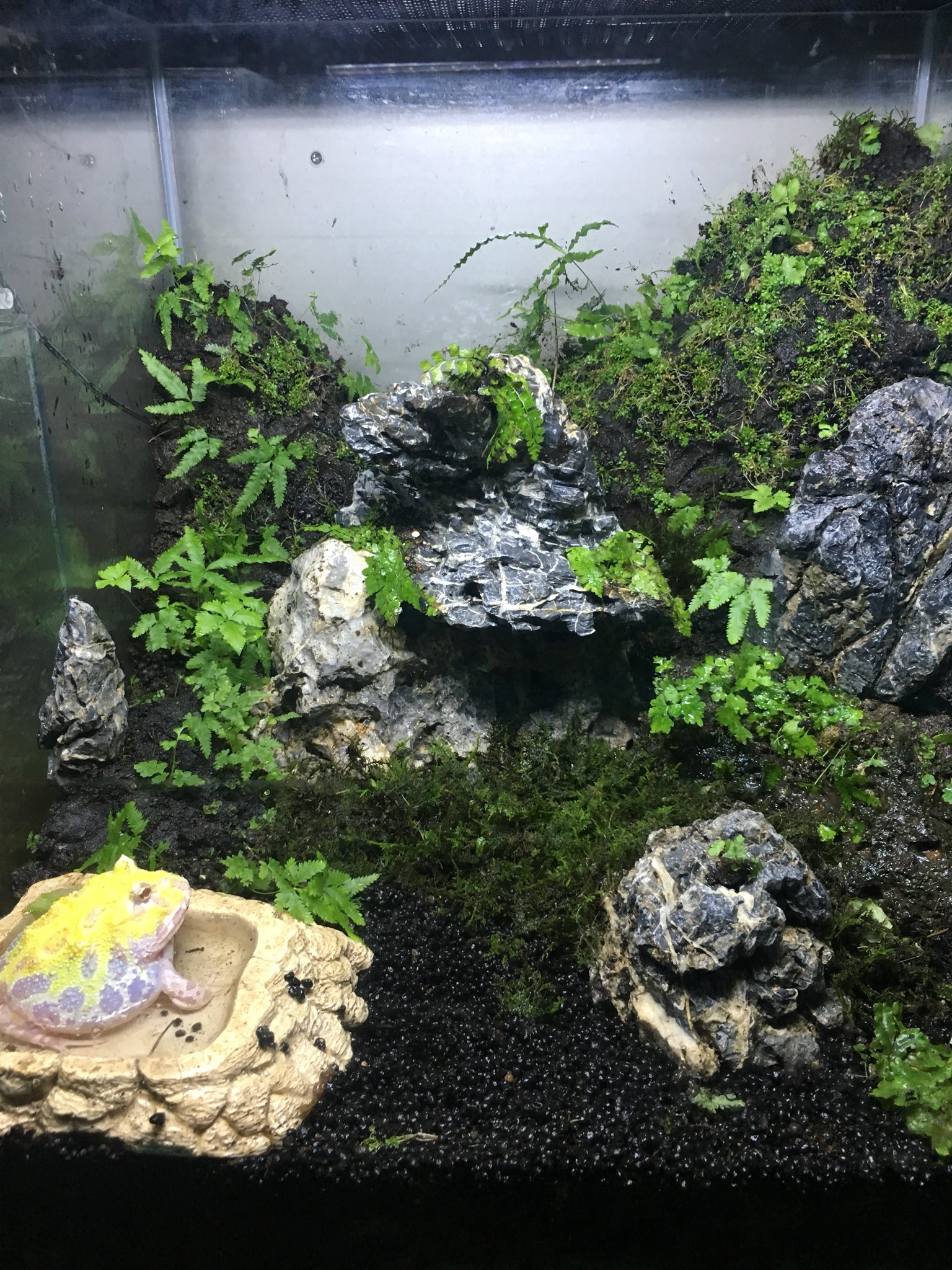 ニケ 秘密のレプタイルズ6巻読んでたら ビバリウムが作りたくなったんで 熱帯魚に使ってた石と 裏庭のシダとコケで簡単に組んでみた 気に入ってくれるといいなぁ ツノガエル 秘密のレプタイルズ ビバリウム カエル ニケ 秘密のレプタイルズ6巻読んでたら ビバリウムが作りたくなったんで 熱帯魚に使ってた石と 裏庭のシダとコケで簡単に組んでみた 気に入ってくれるといいなぁ ツノガエル 秘密のレプタイルズ ビバリウム カエル