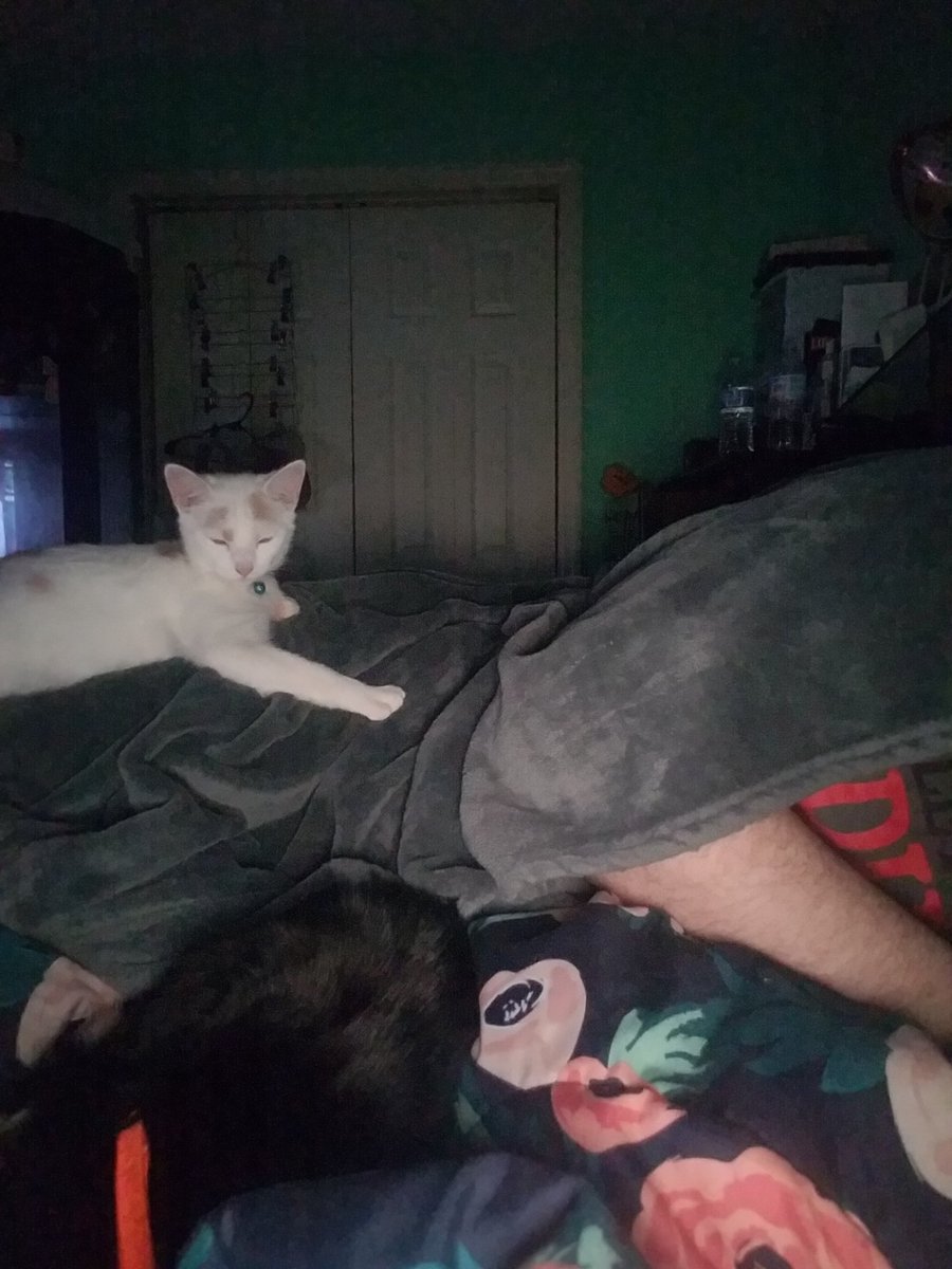 HidekiRyuga93's tweet photo. @thatparksgal @TabletopLoot These are my two. Benny(white) and Aggie(solid black). Both named after characters from Halloween town. The one in my profile picture is Buttons, and sadly she's no longer with me. They truly do get to be like children.  They sit with me while I work on my dnd stuff. https://t.co/ylVuDVZ2I5
