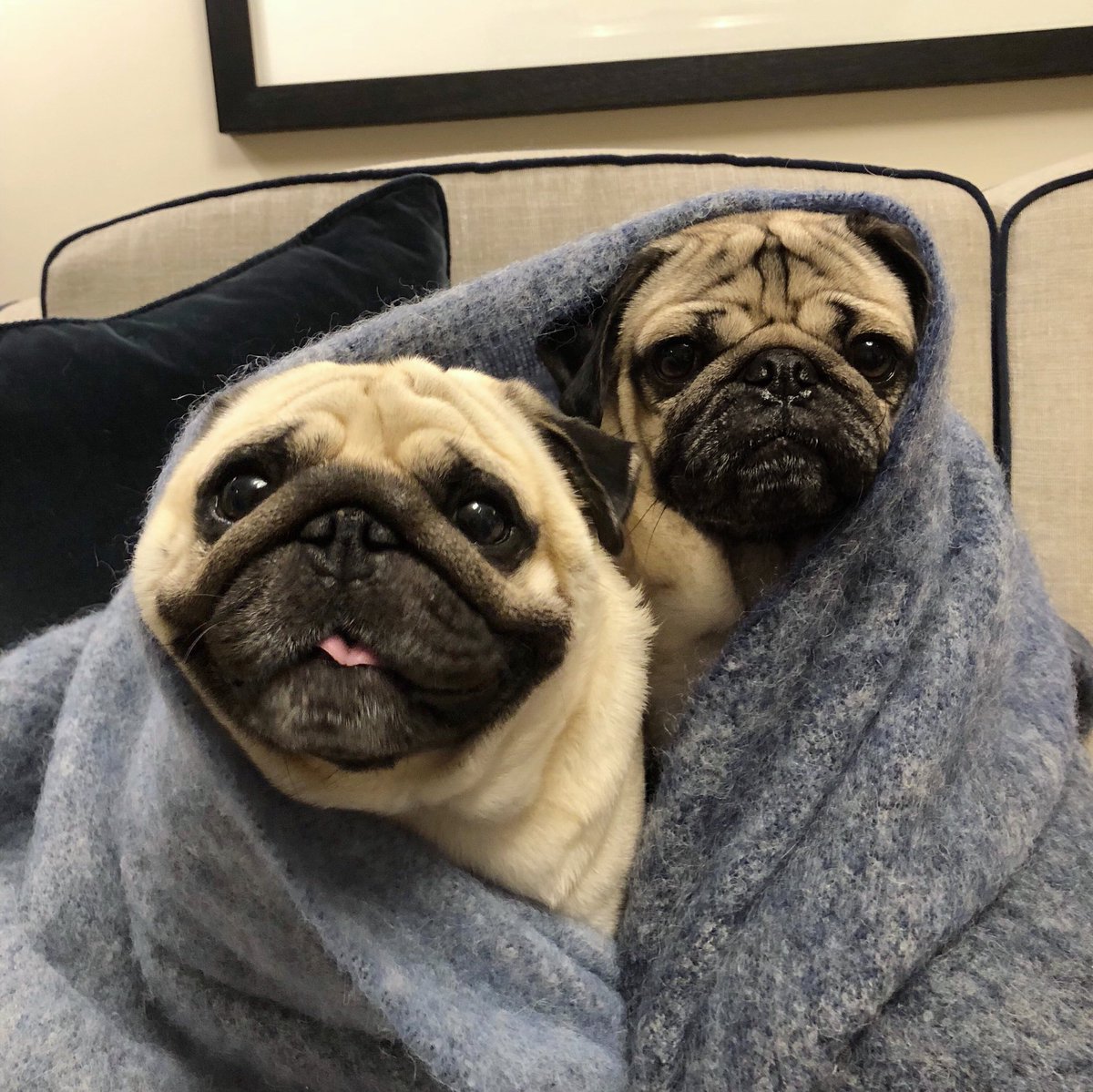 itsdougthepug's tweet photo. Waiting for the new @shanedawson series like https://t.co/emQdHATKbL