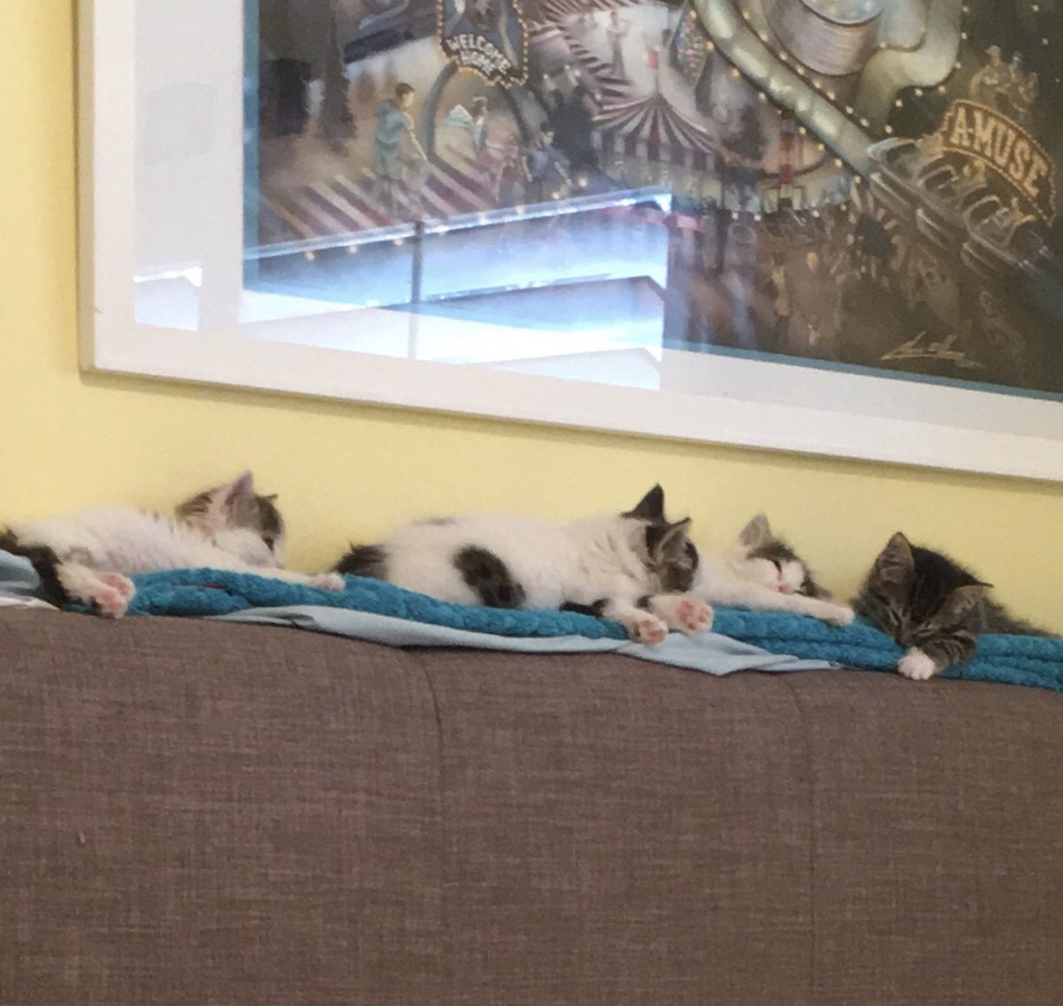 Sophie Dee on Twitter "Kitten update.. 4 little fluff balls. I still