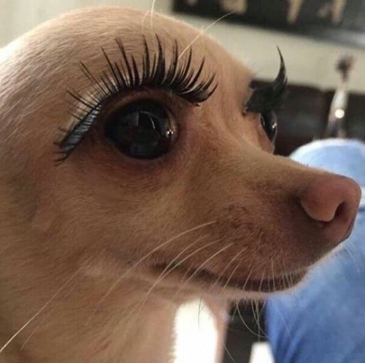 suuhbreenuuh's tweet photo. I got my lashes done and this is exactly how I’m feeling rn https://t.co/taS7WUdCif