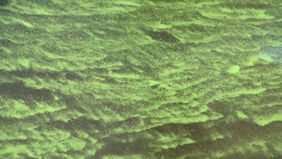 Authorities ask swimmers to avoid algal blooms in Fort Lauderdale bit.ly/2xEMb0Y?utm_so… https://t.co/DHxcSo6Dzb