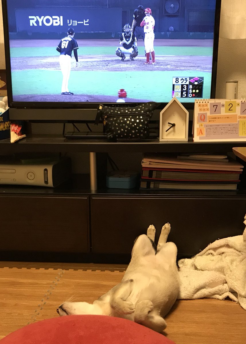 HARUNOYORU's tweet photo. 胴上げ（される）練習中😎
#シンガプーラ #carp https://t.co/vQIH6FBsGS
