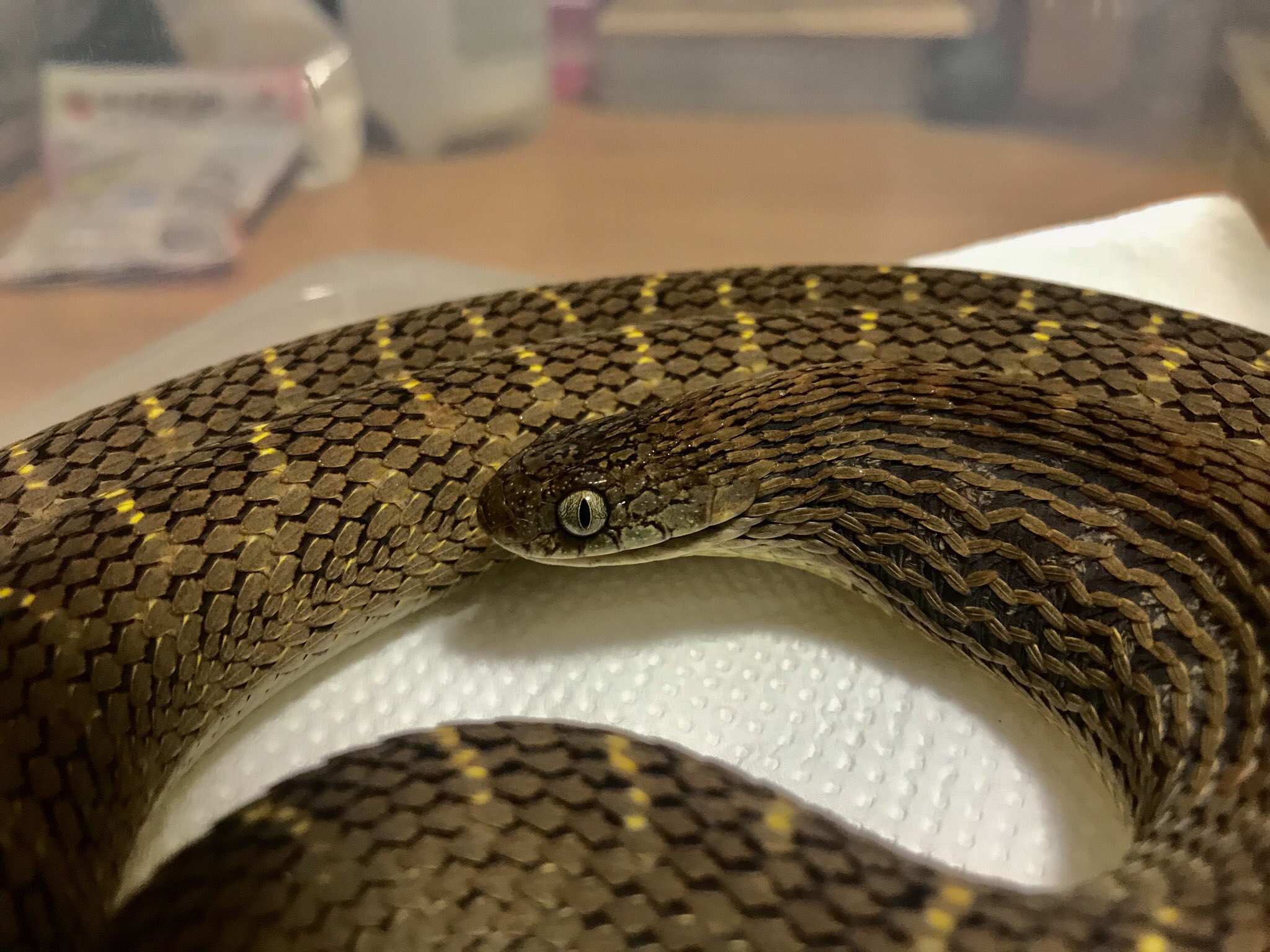 真夜中のビバリウム タマゴヘビ かっこいいぞ T Co Fnavvaqjlu Twitter