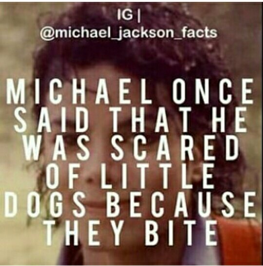 MusicLo30245466's tweet photo. Cutie 😍😍💖 #MichaelJackson #kingofpop 
@Aliya34460414 @pili2cases @Neharauthan02 @rhinoceros_skin @OTWERAHOE @TweetyBeardy @KatherineKirsty @MandyLisa10 @52_leidiane @MJlover4ever025 @MjLoveElvis @liberian_diana @badcurlss @DTreste @Kerrylou2017 @MJKingofPoPOffi @_MJ_The_King_ https://t.co/mgPtBWcMUT