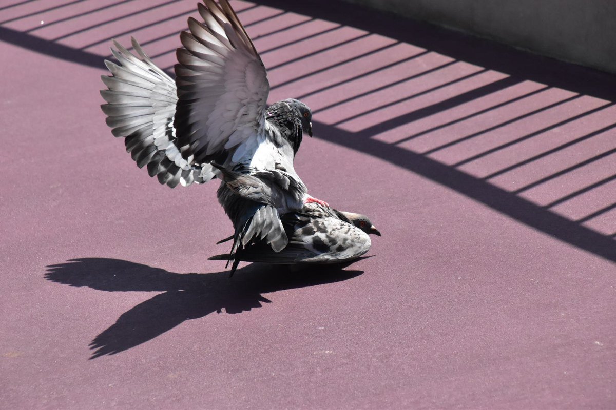 いわまゆ בטוויטר トミー賞 ディズニーシーにいる鳩