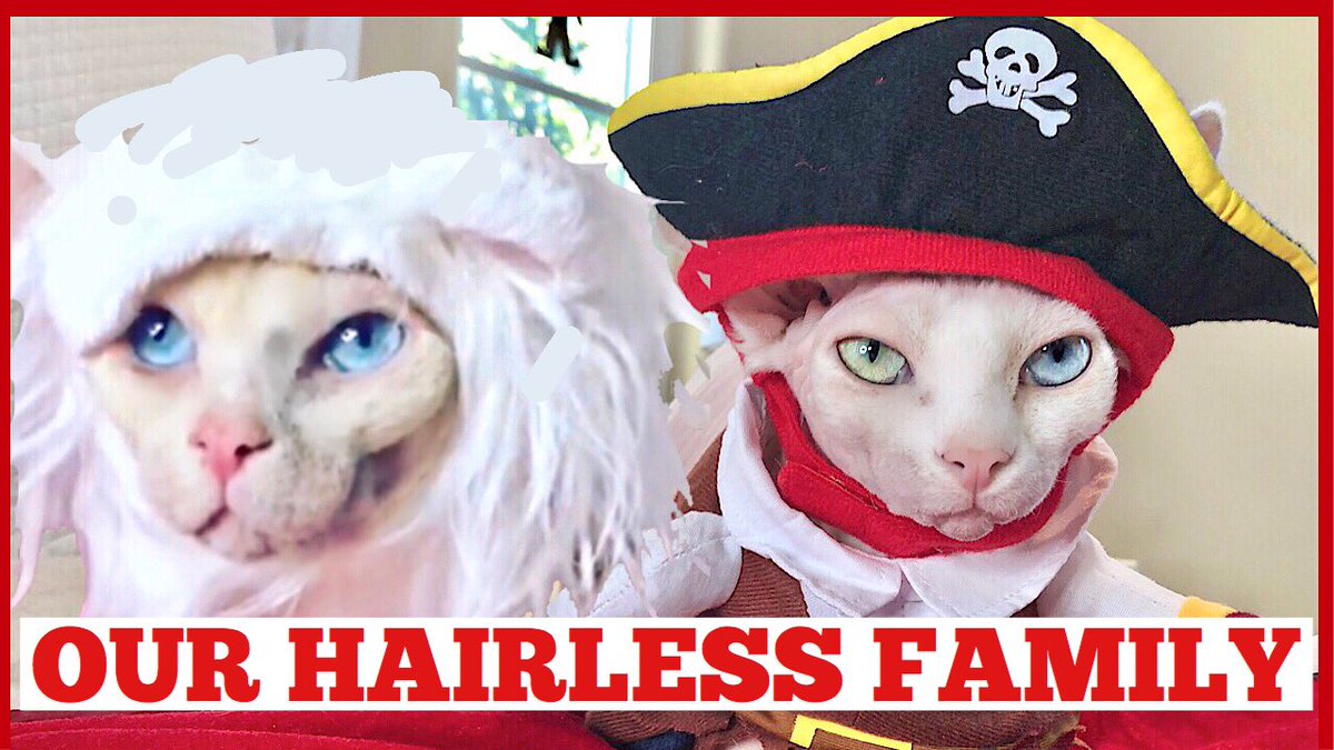 Our Hairless Cats! | Funny Pet Costumes | Halloween 2018| Quinn Sisters #hairlesscats #funny #catcostumes #sphynxcats 
youtu.be/mlL5cbplhPQ