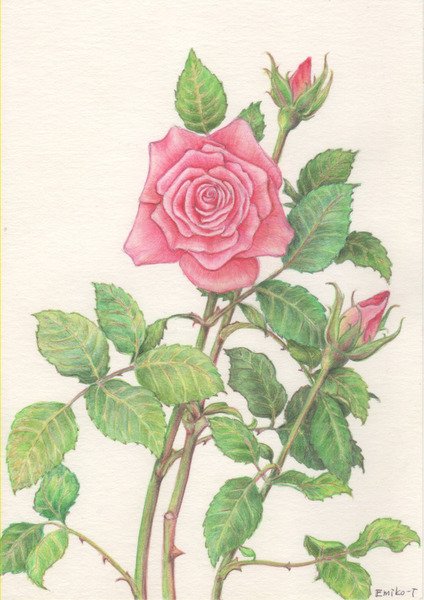 Art Meter アートメーター على تويتر ピンクの薔薇 メロン 薔薇の品種はサマーレディだったかな 水彩色鉛筆で描いたピンクの薔薇の細密画です 植物 精密 Relax 花 薔薇 バラ アートメーター今日のおすすめ T Co 5lwwjk85fk T Co