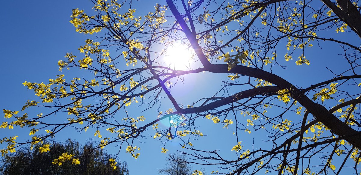 On days like these #MelbourneMornings #lookingup