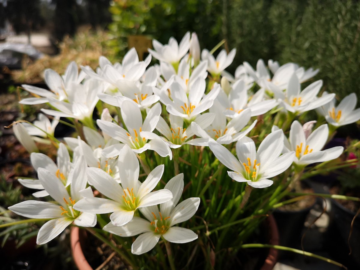 Lirio de agua, zefirante. 
En apenas 30 cm de altura nos regala está espectacular floración. 
#flores #jardin #blanco