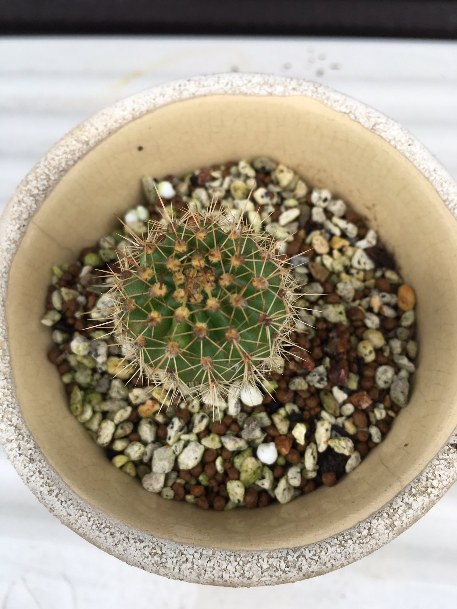 ろふぃる 植物 No Twitter たぶん10年以上我が家にいるサボテンとその子ども ずっと放置されてかわいそうなことになってたけど 植え替えたら復活してきた T Co Xrdheuxrue Twitter