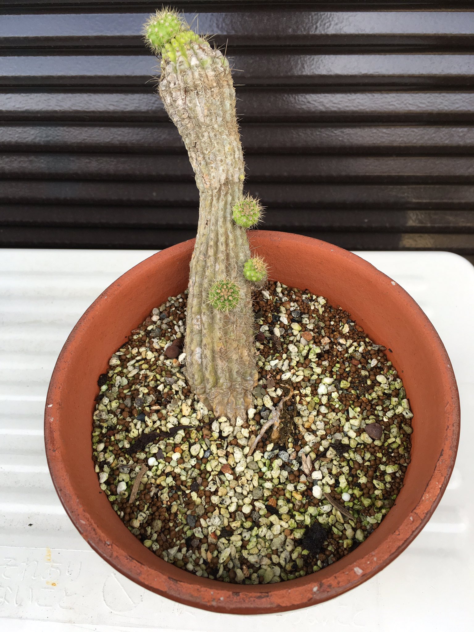 ろふぃる 植物 たぶん10年以上我が家にいるサボテンとその子ども ずっと放置されてかわいそうなことになってたけど 植え替えたら復活してきた T Co Xrdheuxrue Twitter