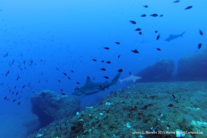 SerialDiver's tweet image. 🦈Sapevate che l'incontro ravvicinato con lo squalo grigio (Carcharhinus plumbeus) è possibile anche da noi? Basta andare a Lampione e...🦈 serialdiver.com/blog/primo-con…

#shark #sharks #greyshark #serialdiver #scuba #diving #Animals #italy