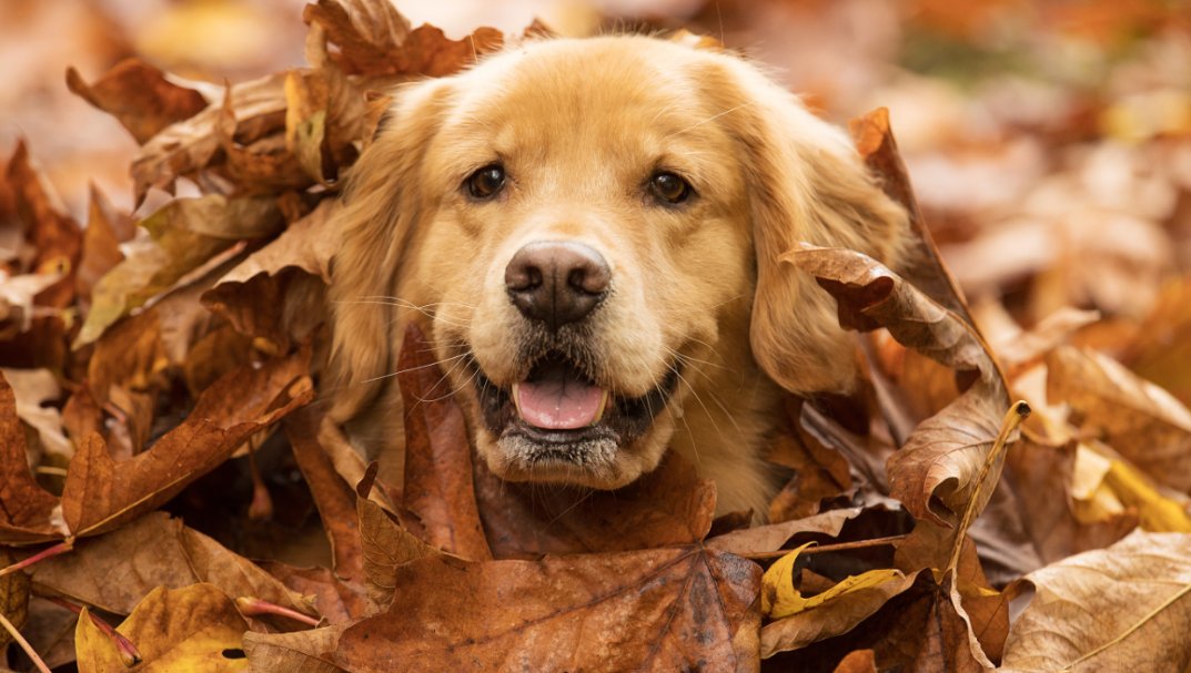 goodseyco's tweet photo. Hello gourd-geous. Have a cool autumn! #FirstDayofFall #FallJokes #AutumnalEquinox https://t.co/XgVlLwvvoU