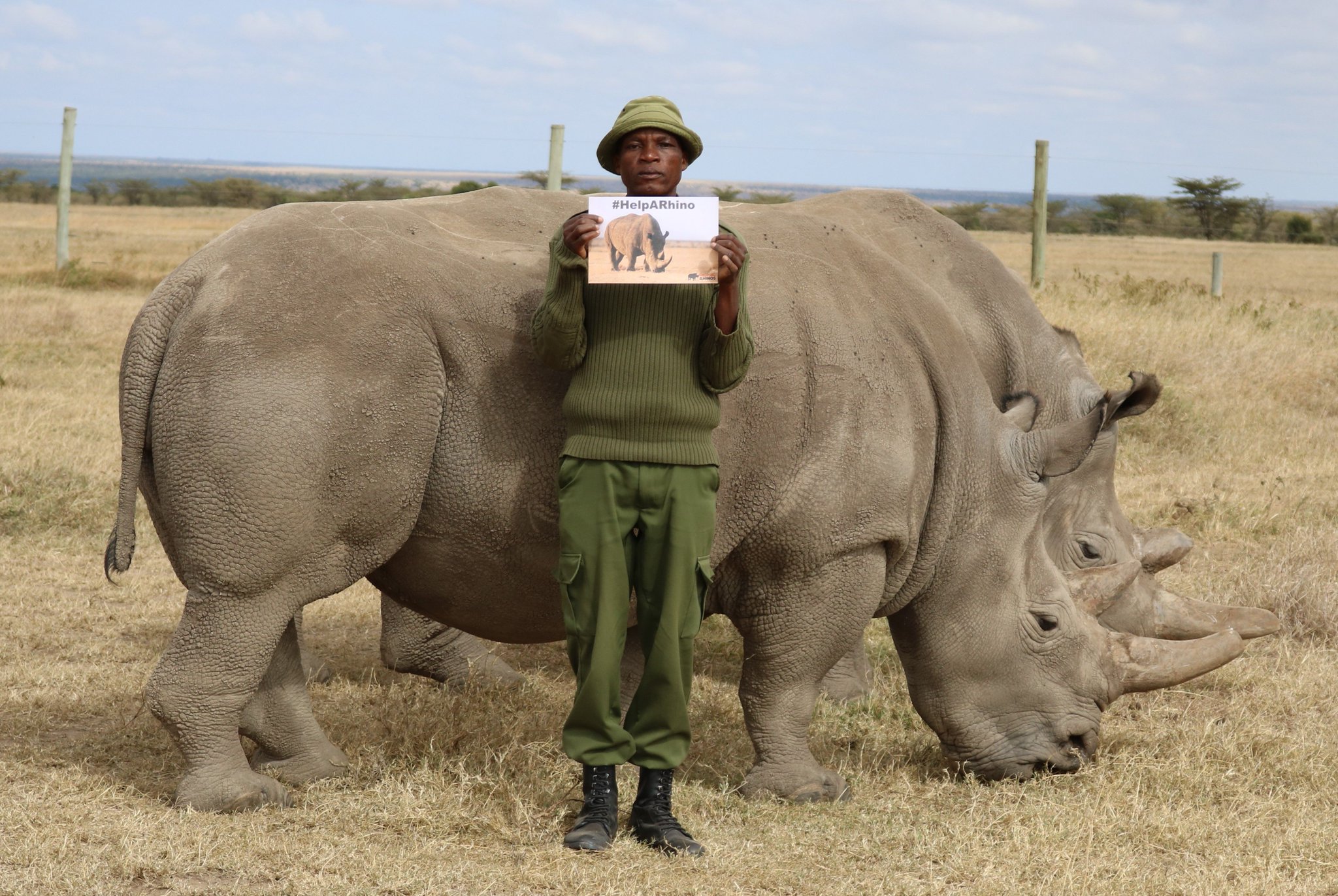 Helping Rhinos Protecting The Last Two Northern White Rhinos Najin Fatu Is A Role Caregiver Jacob At Olpejeta Takes Very Seriously After The Sad Loss Of Sudan In Helping Rhinos Protecting The Last Two Northern White Rhinos Najin Fatu Is A Role Caregiver Jacob At Olpejeta Takes Very Seriously After The Sad Loss Of Sudan In