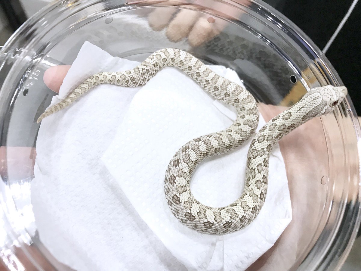 はちゅコム どこよりも早いナゴレプレポート18 その5 サムライジャパンさんのセイブシシバナヘビ Toxic アネリとトフィーのコンボモルフ ラベンダーとはまた違った色の淡さが綺麗