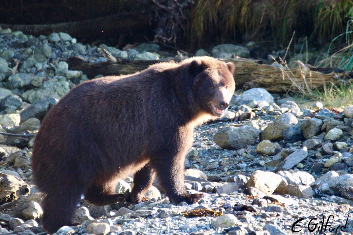 emilygilford's tweet image. Some weird pop-ups on the #FieldYukonAlaska boat trip today! 

Really didn’t expect to see MORE grizzlys fishing!
30+ humpbacks, steller’s sea lions, sea otters &amp;amp; 2 bears! 🐻🐳🐻

#FieldCourseFortnight