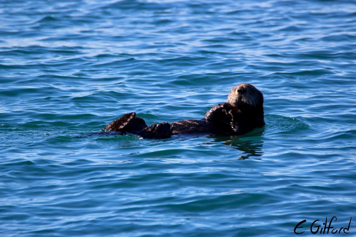 emilygilford's tweet image. Some weird pop-ups on the #FieldYukonAlaska boat trip today! 

Really didn’t expect to see MORE grizzlys fishing!
30+ humpbacks, steller’s sea lions, sea otters &amp;amp; 2 bears! 🐻🐳🐻

#FieldCourseFortnight