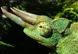 Mukalazisteven1's tweet photo. Did u know?!!!
Mount Rwenzori National Park can offer more than mountaineering.
The 3 horned chameleon is an endemic species within the mountains of the moon #WatchOutForMore in #Uganda.
#VisitUganda #UgandanTourist #TourUganda #UgandaSafaris #UgandanNationalParks #TheTraveler https://t.co/xBKBU3QvQp
