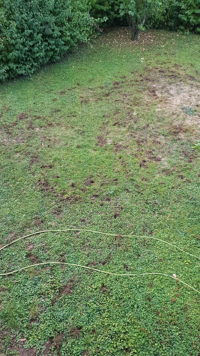 Igel Loecher Im Garten