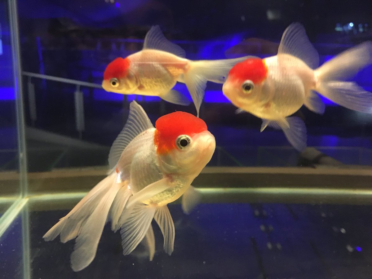 現在展示中の20品種の金魚から、人気投票で