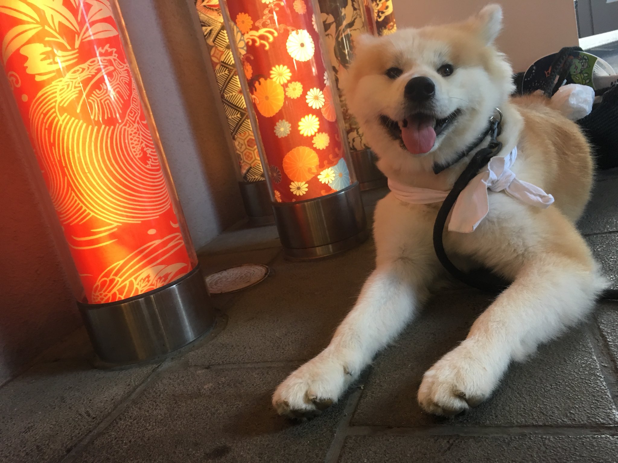 秋田犬の妖精 フェアリーさん 珍百景登録されたよ 嵐電 嵐山駅 キモノフォレスト 秋田犬の妖精 フェアリーさん 珍百景登録されたよ 嵐電 嵐山駅 キモノフォレスト