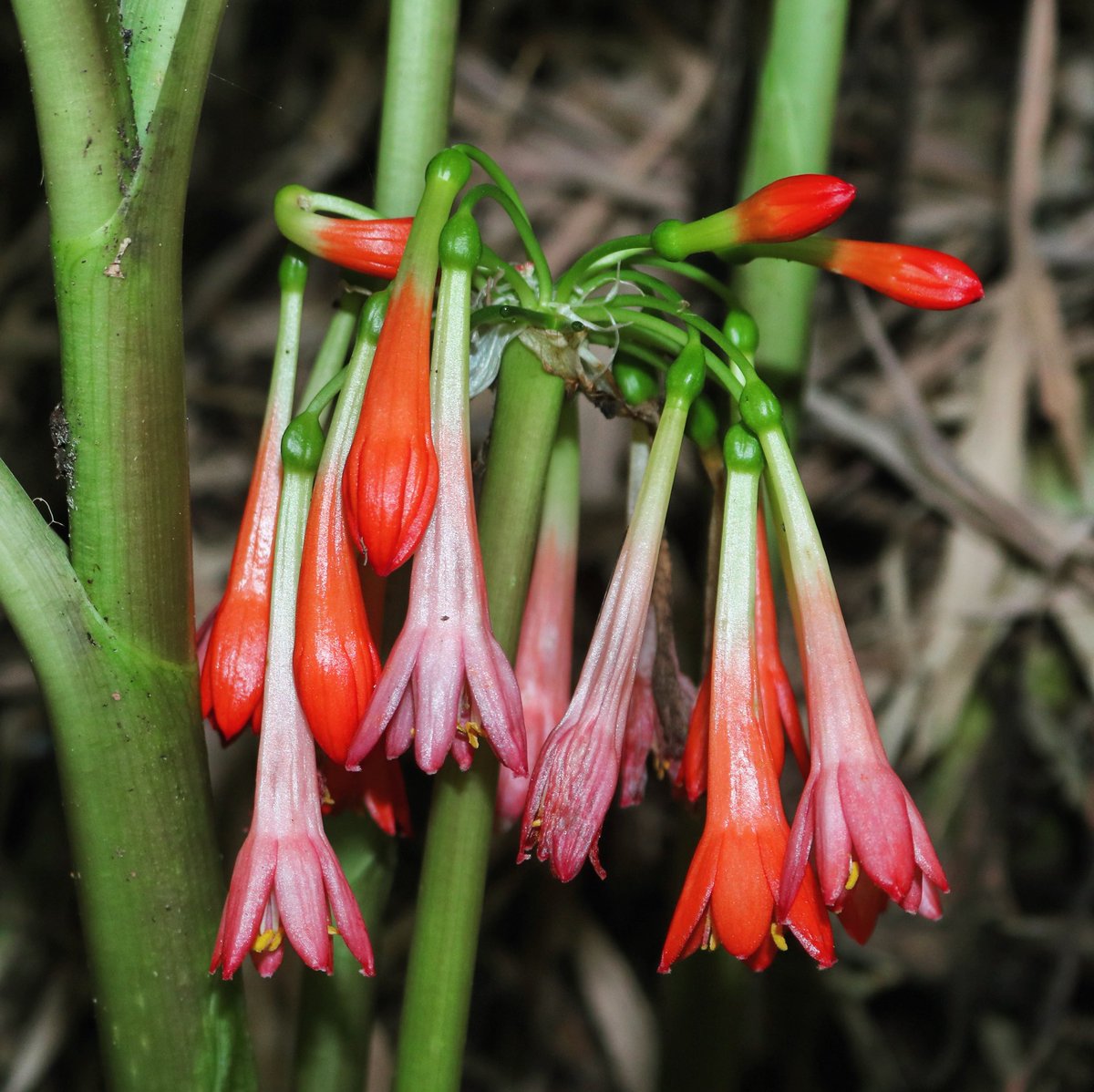 jason_nge's tweet photo. Scadoxus cyrtanthiflorus flowering in the bamboo zone of the Rwenzori mountains, ~ 3300 a.s.l.m. It is the only species within the genus that has pendulous flowers.
#Scadoxus #ScadoxusCyrtanthiflorus #Amaryllidaceae #monocot
#Rwenzori #MountainsOfTheMoon #botany #AfricanFlora https://t.co/vtg3TG1quX